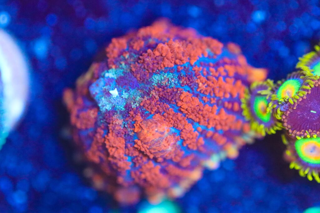 Frag Box Corals