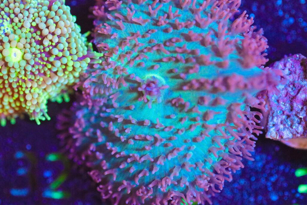 Frag Box Corals