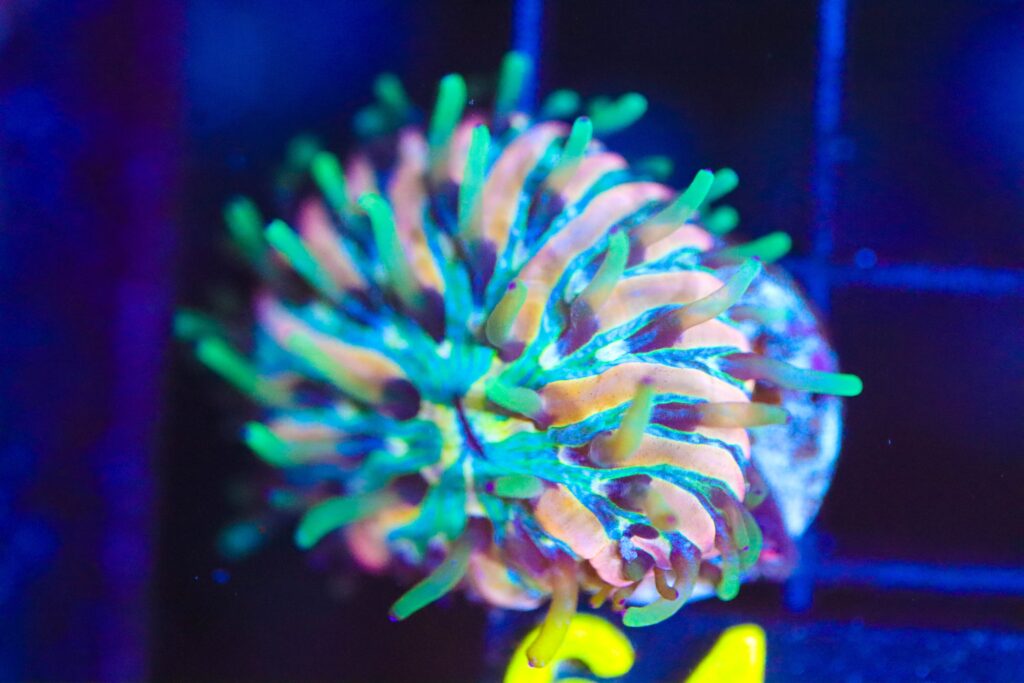 Frag Box Corals