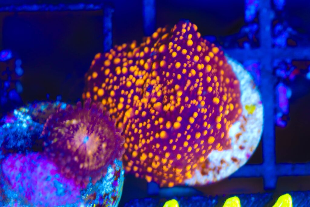 Frag Box Corals