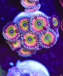 Skittle Bomb Zoanthid Frag (Row #4)
