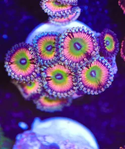 Skittle Bomb Zoas