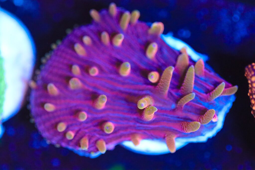 Frag Box Corals