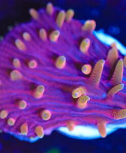 Wysiwyg Plate Coral Frag [F46]
