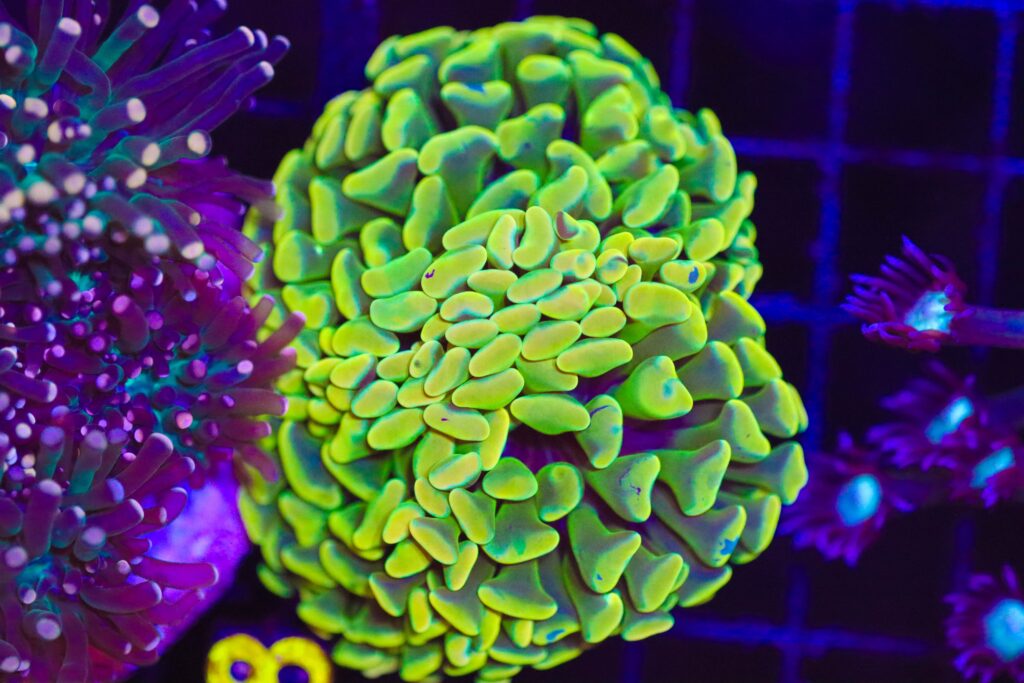 Frag Box Corals