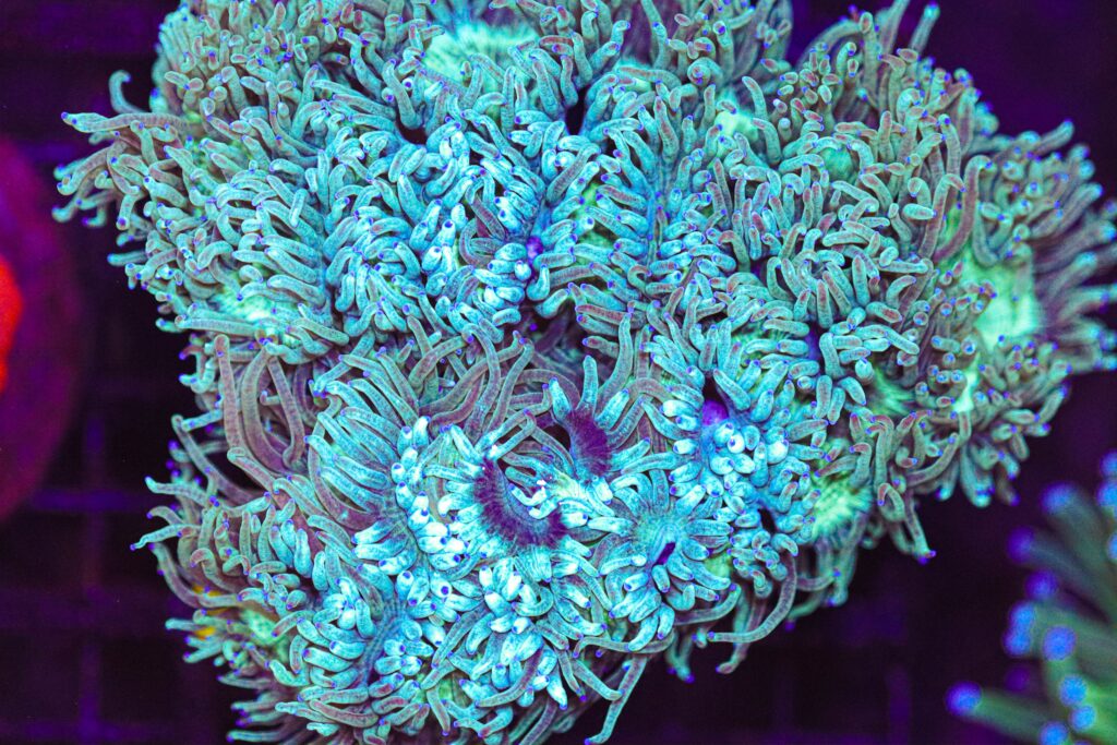 Frag Box Corals