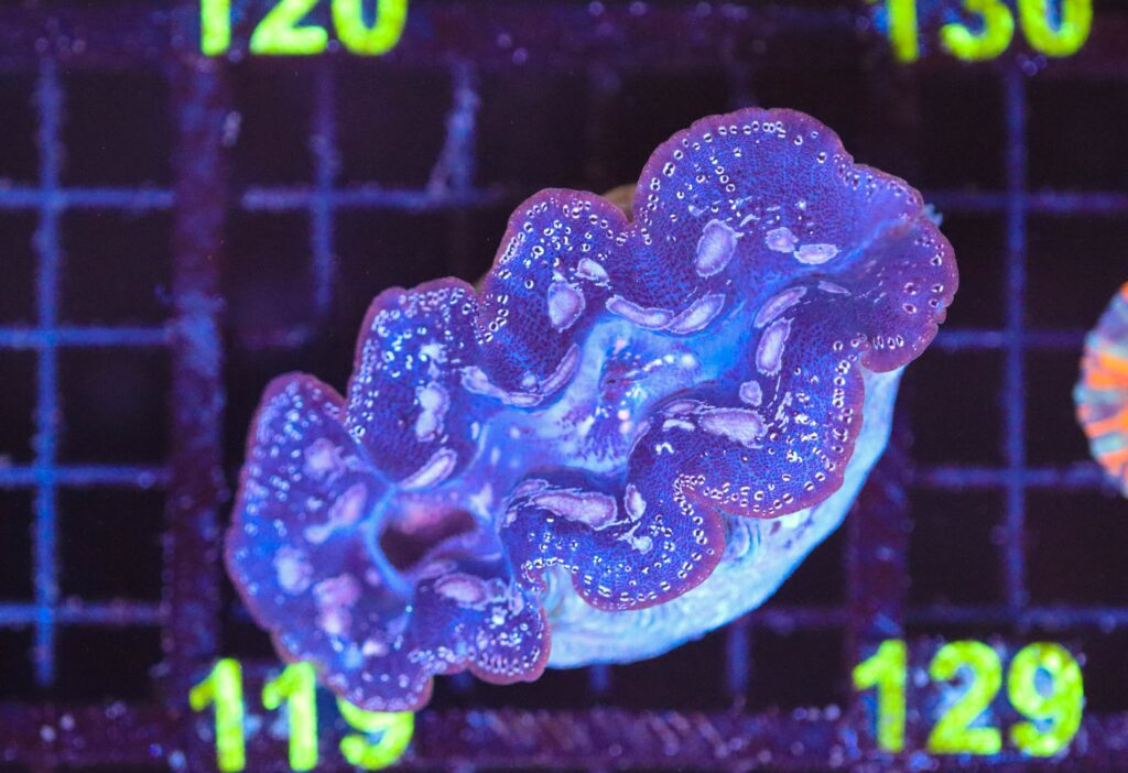 Frag Box Corals