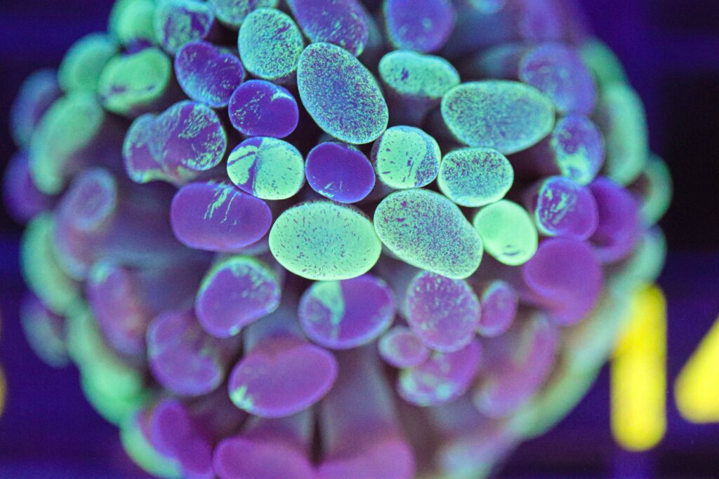 Frag Box Corals