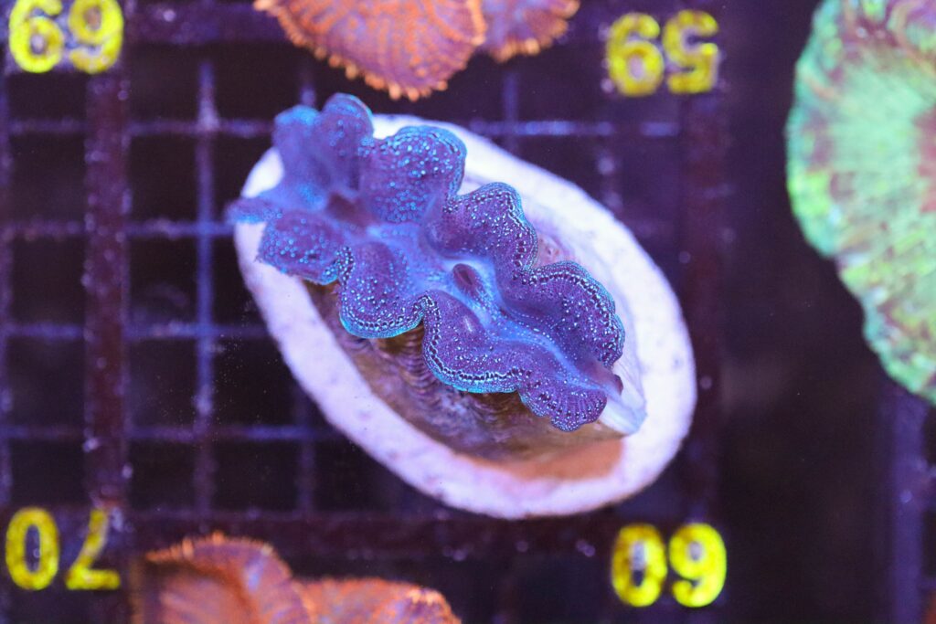 Frag Box Corals