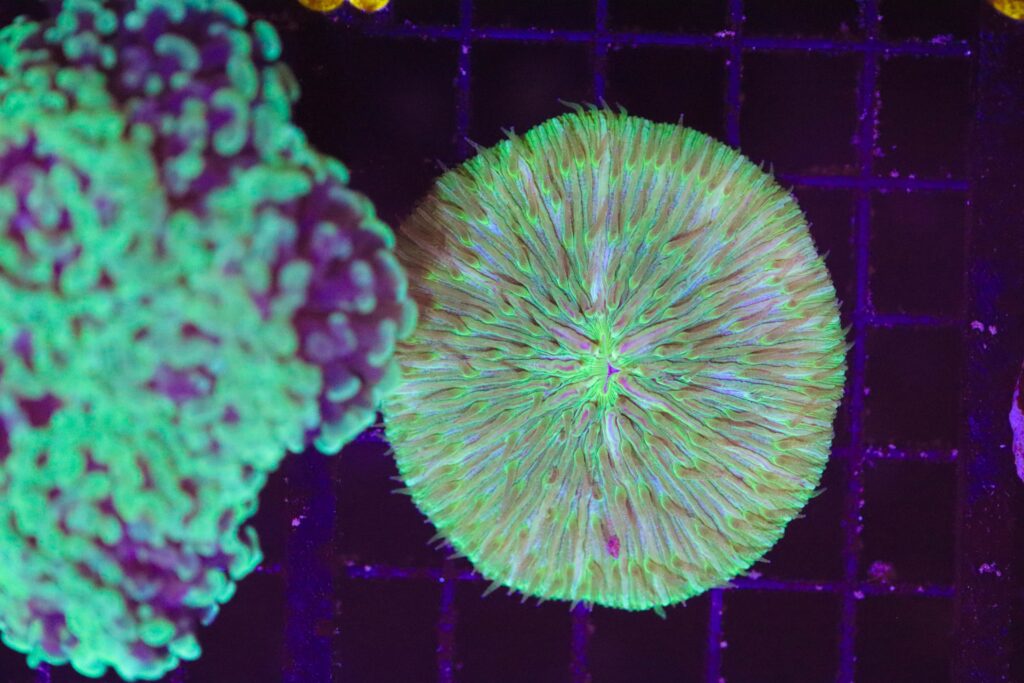 Frag Box Corals