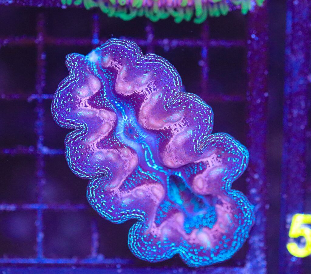 Frag Box Corals