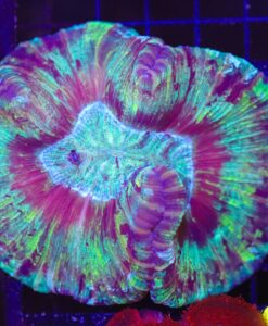 Wysiwyg Open Brain Coral (C49)