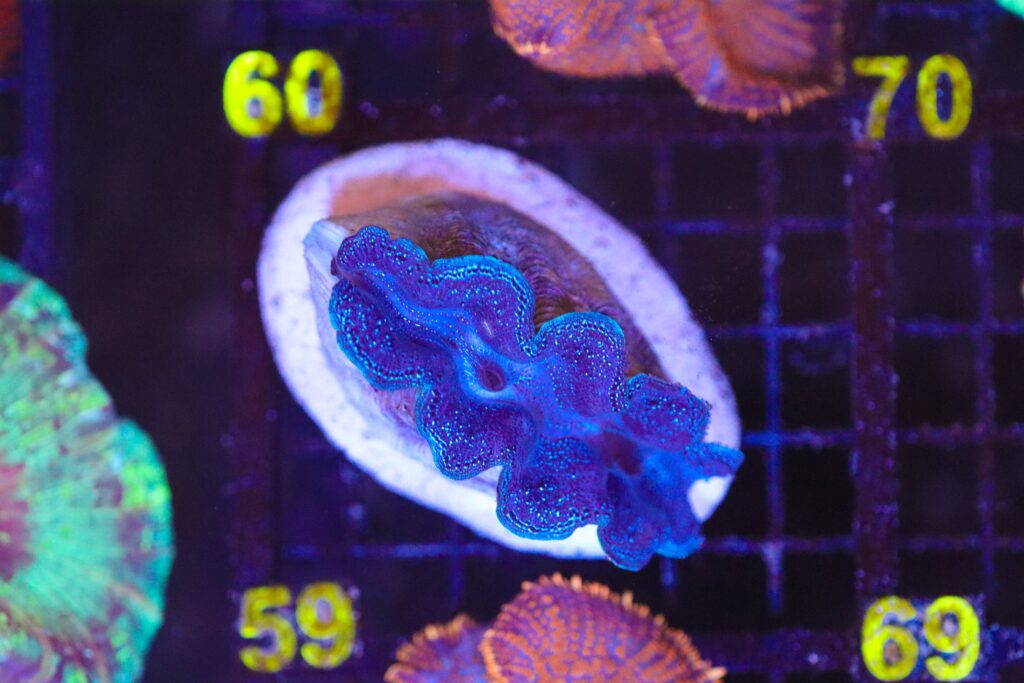 Frag Box Corals