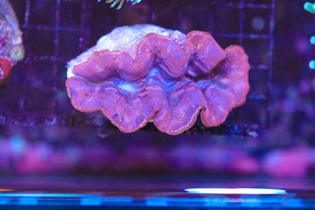 Frag Box Corals
