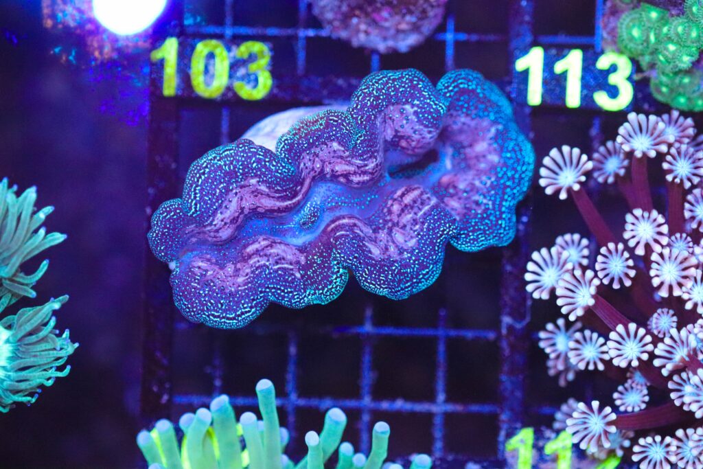 Frag Box Corals