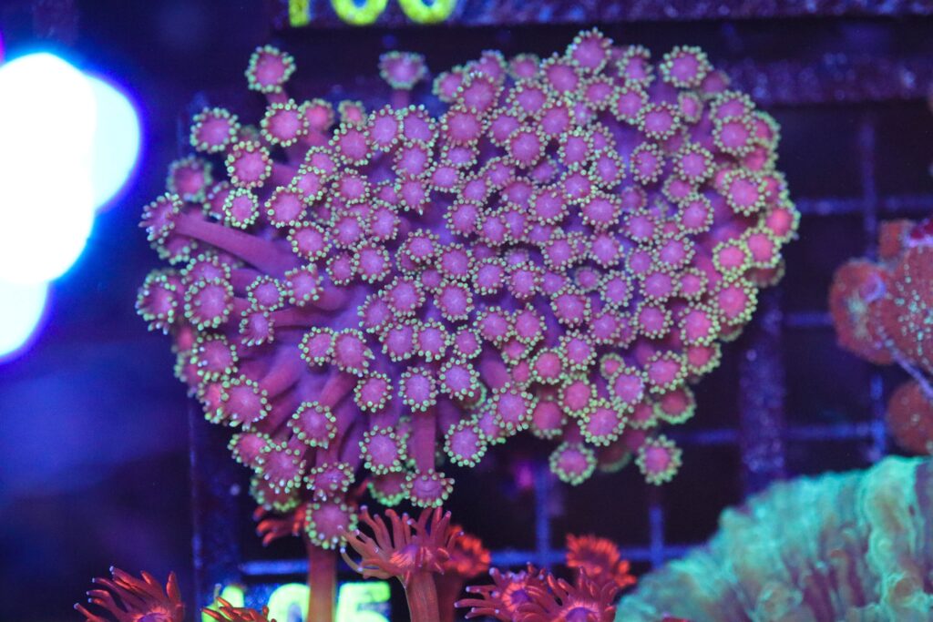 Frag Box Corals