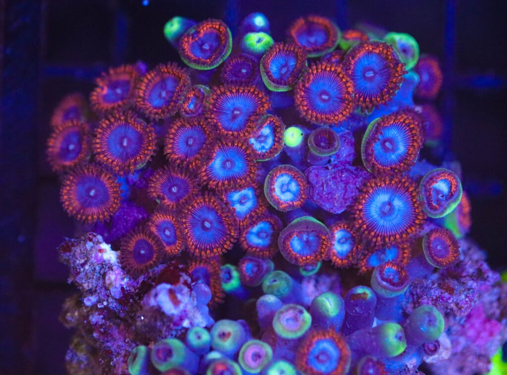 Frag Box Corals