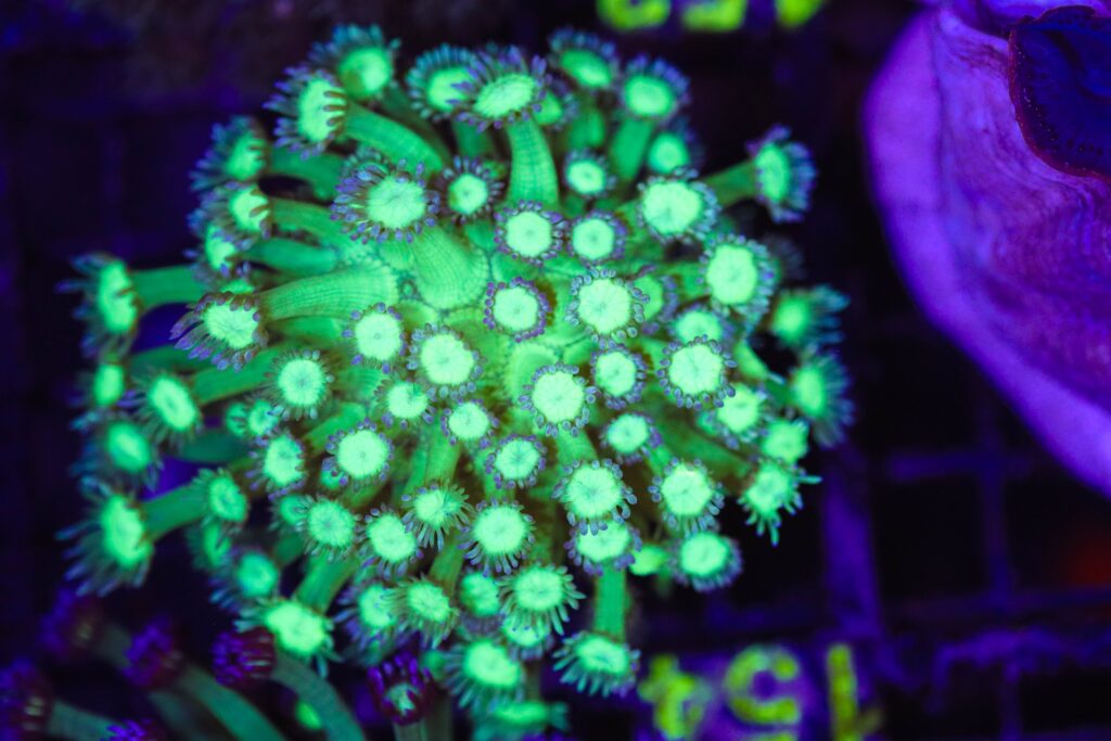 Frag Box Corals