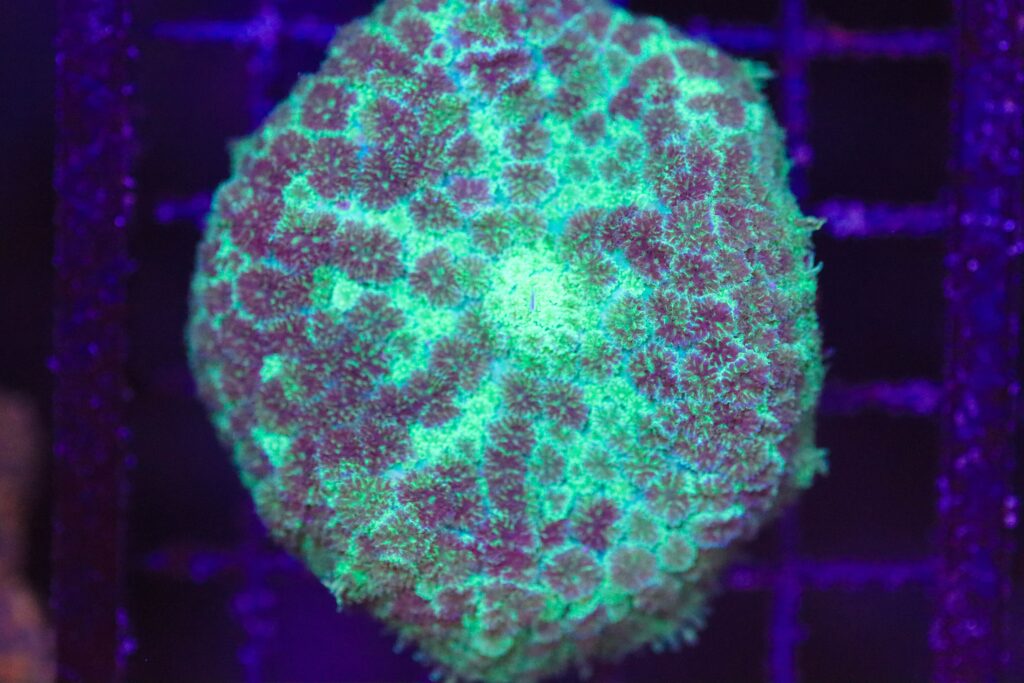 Frag Box Corals