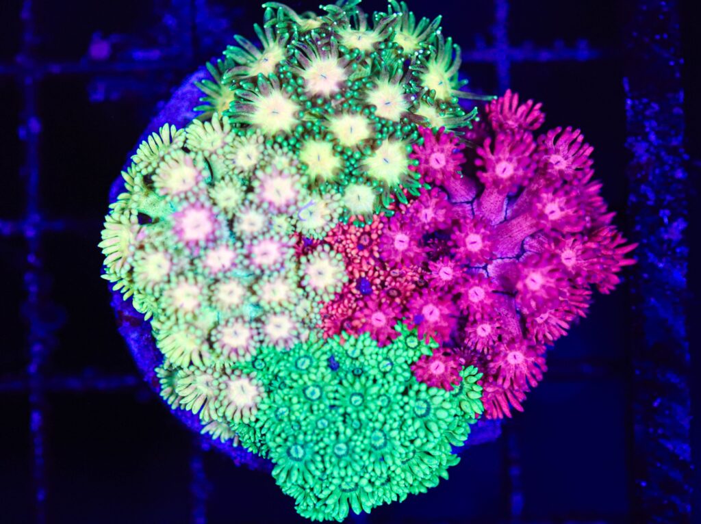 Frag Box Corals