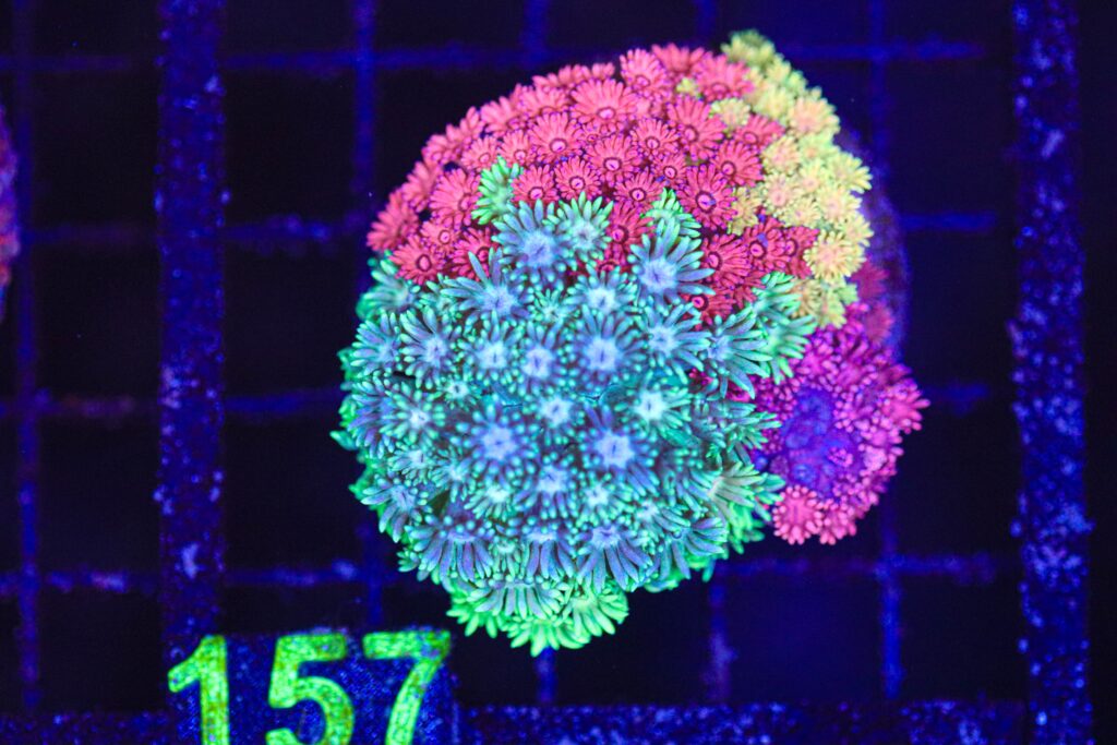 Frag Box Corals