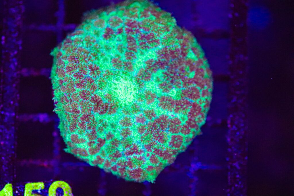 Frag Box Corals