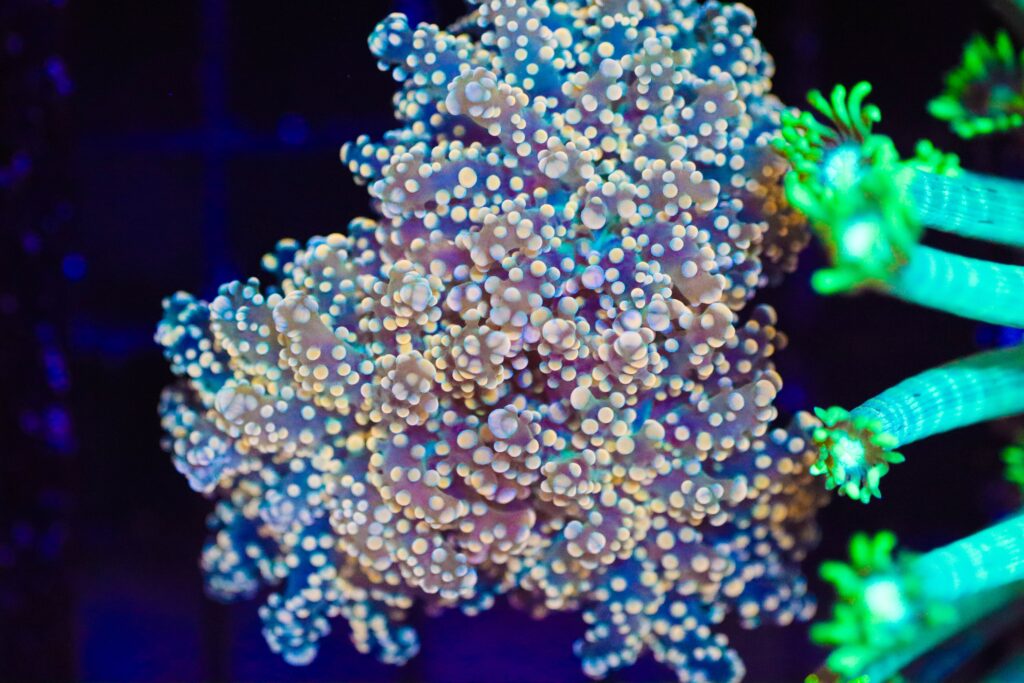 Frag Box Corals