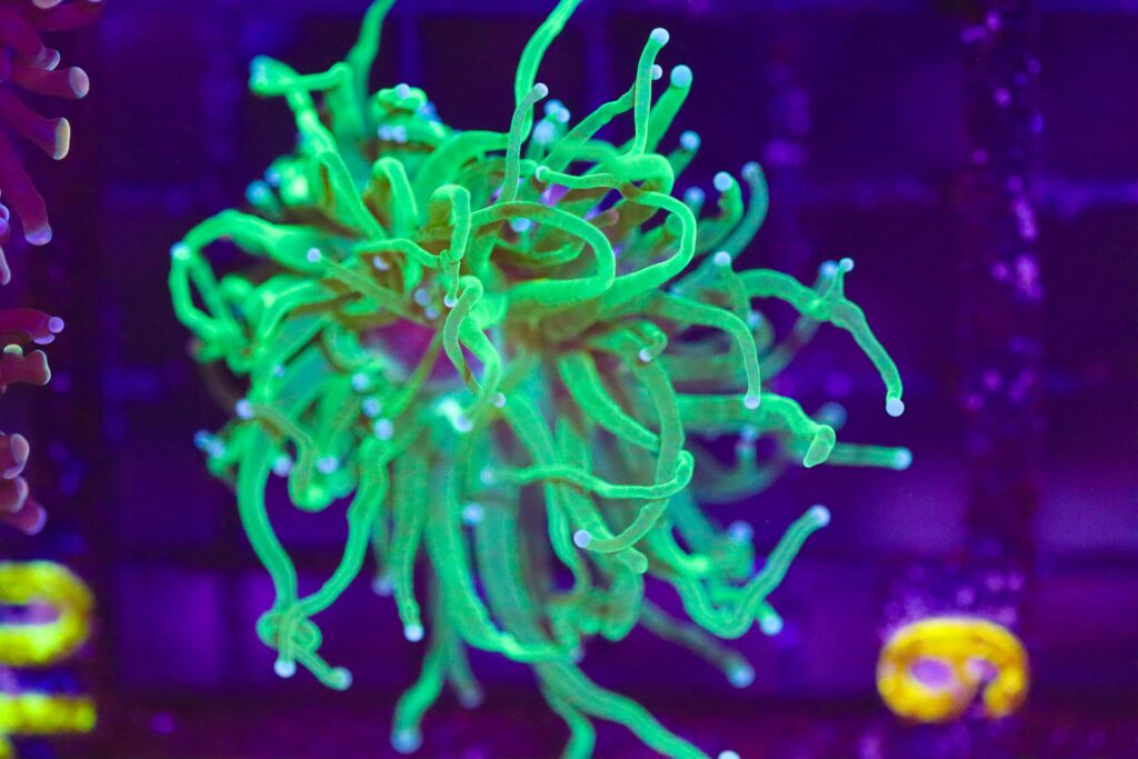 Frag Box Corals