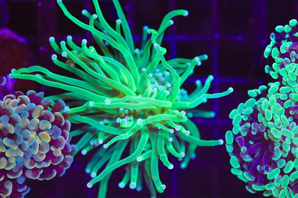 Frag Box Corals