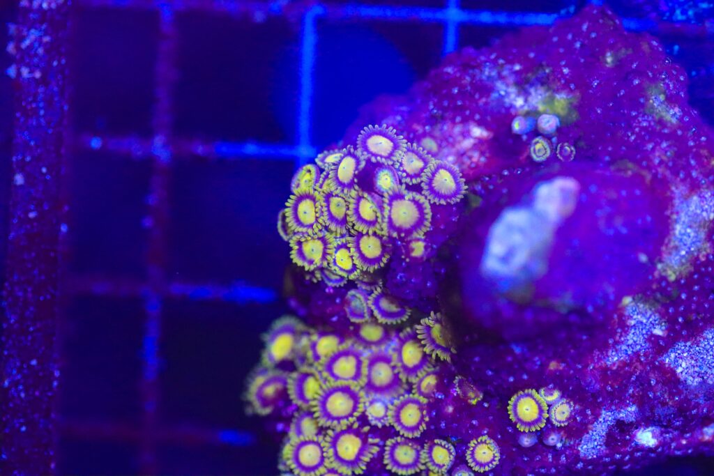 Frag Box Corals