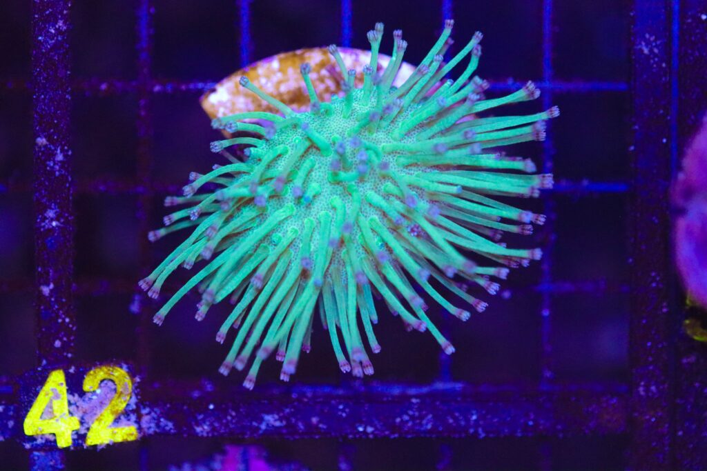 Frag Box Corals
