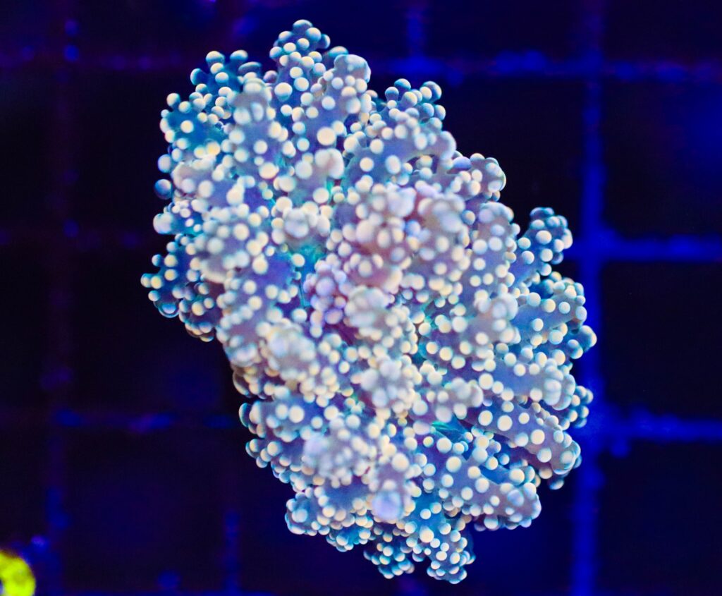 Frag Box Corals