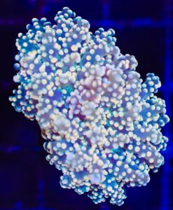 Wysiwyg Golden Octosopawn Coral  (C43)