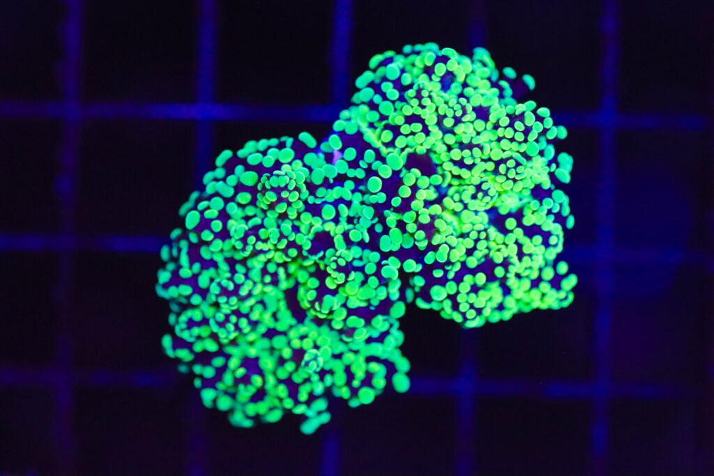 Frag Box Corals