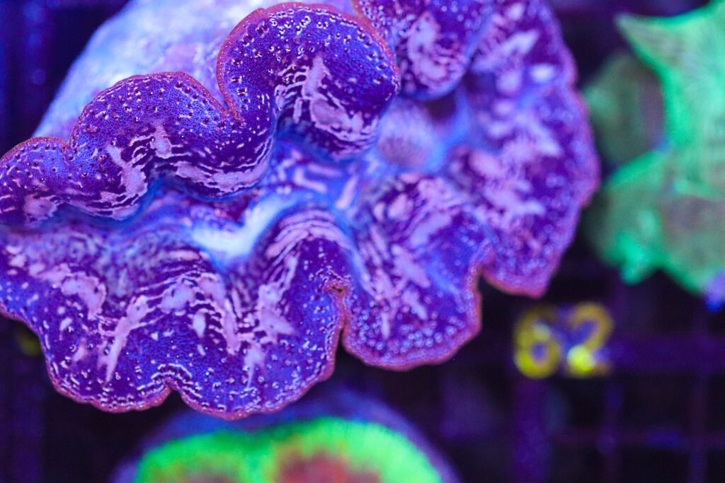 Frag Box Corals