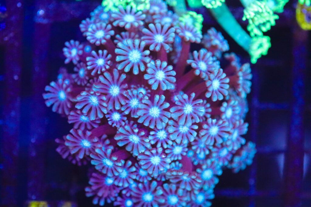 Frag Box Corals
