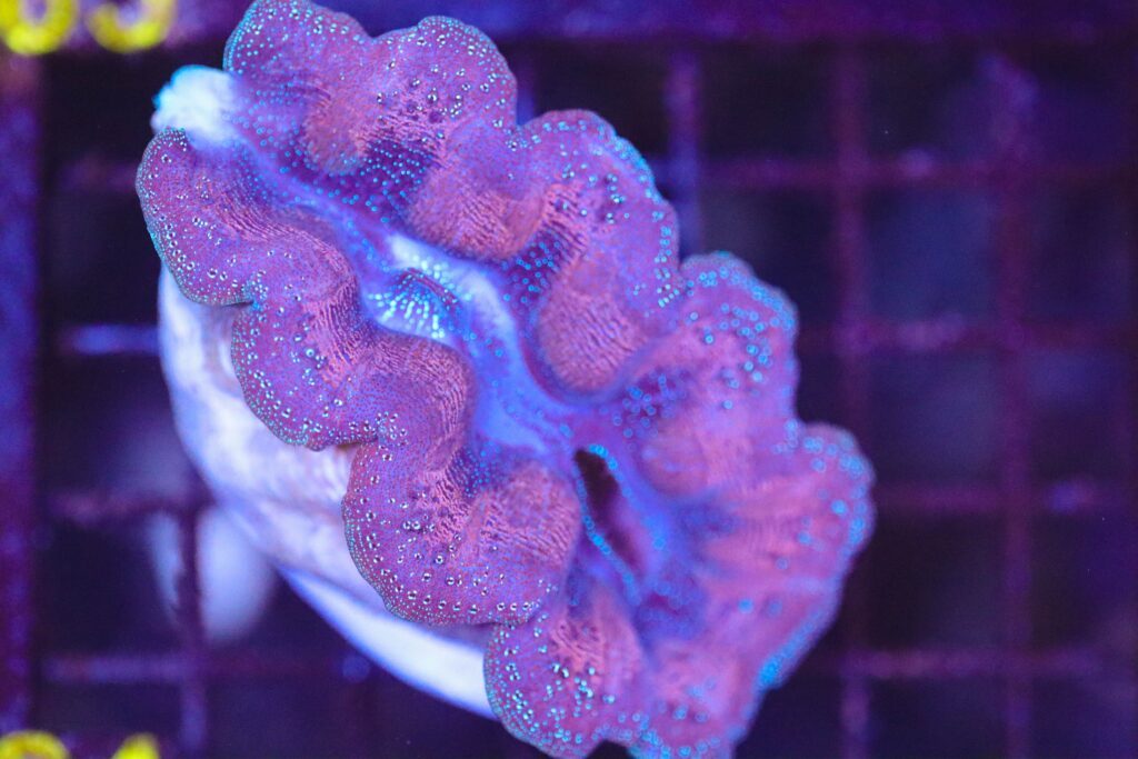 Frag Box Corals