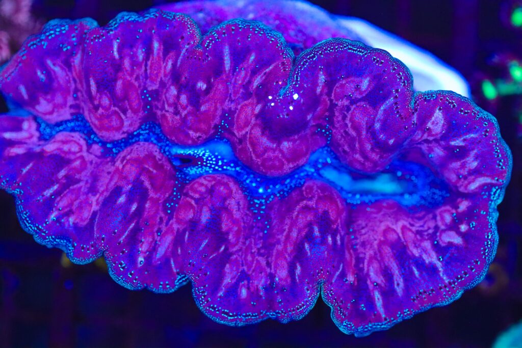 Frag Box Corals