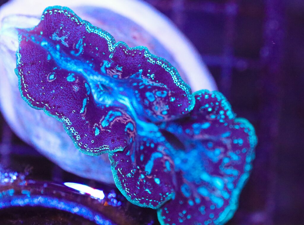 Frag Box Corals
