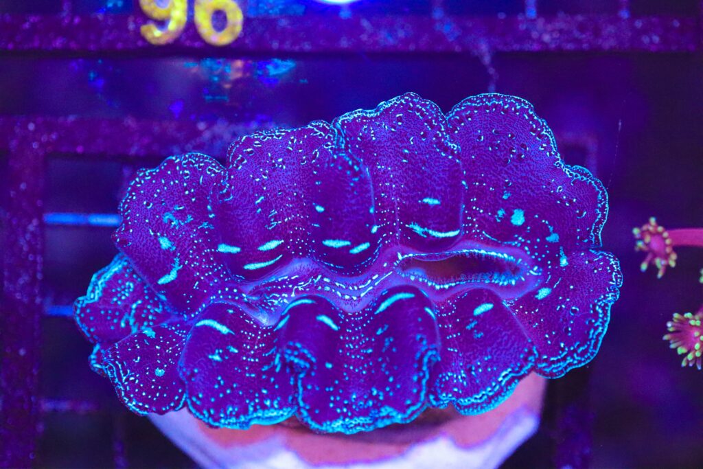Frag Box Corals