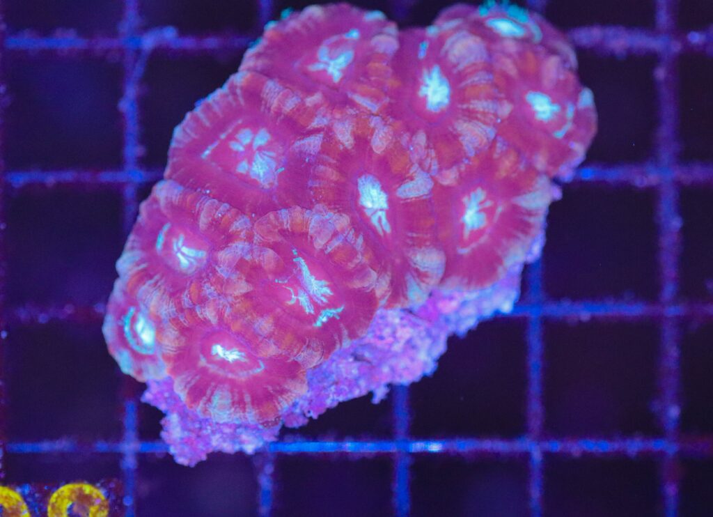 Frag Box Corals