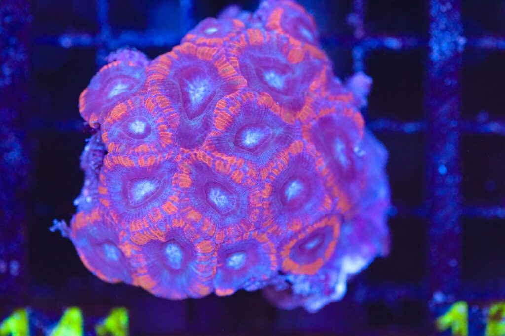 Frag Box Corals