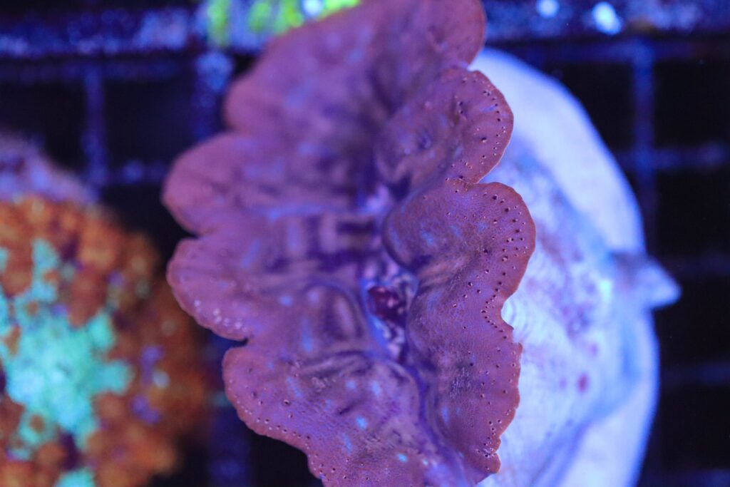 Frag Box Corals