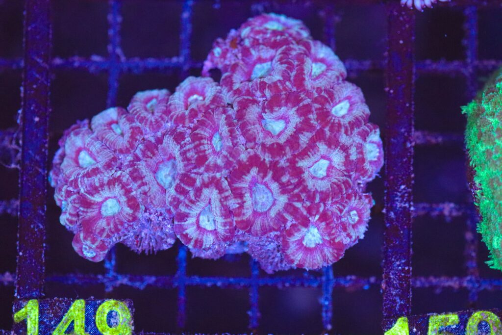 Frag Box Corals