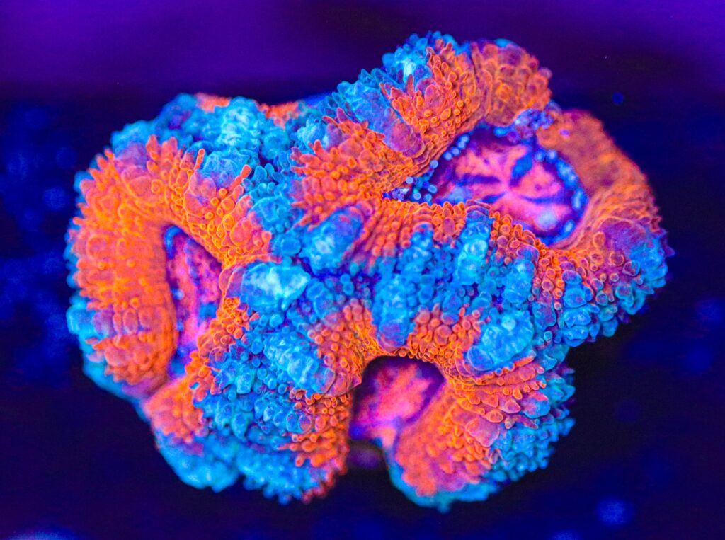 Frag Box Corals