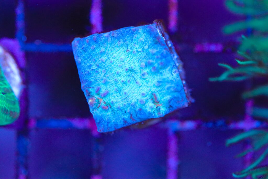 Frag Box Corals