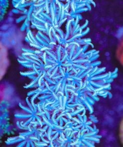 Light Blue / White Pipe Organ Frag (Row #65:B) *rare coral color*
