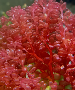 Red Grape Macro Algae Small Portion *NEW*
