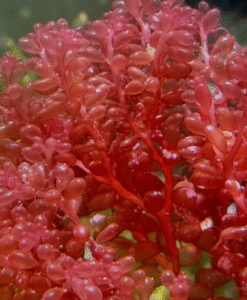 Red Grape Macro Algae Small Portion *NEW*