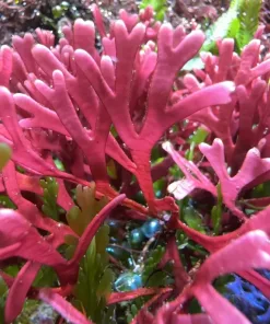 Red Thicket Macro Algae Small Portion  *NEW*